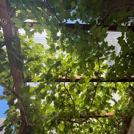 Zur Traube Inn Bacharach